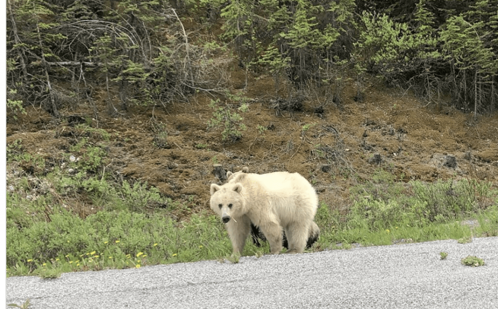 Nakoda: A Glimpse Of The Rare White Grizzly Of Banff National Park ...