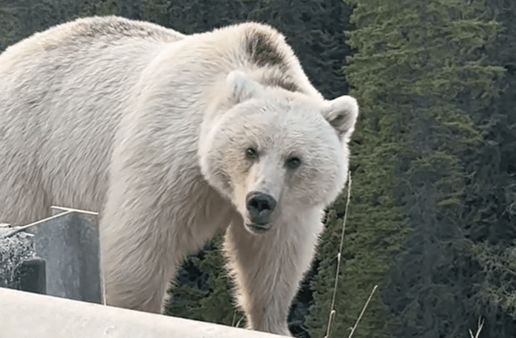 Nakoda: A Glimpse of the Rare White Grizzly of Banff National Park ...