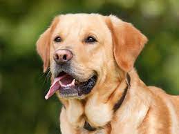 The Hidden Hunger: Understanding the Genetic Quirk in Labrador Retrievers