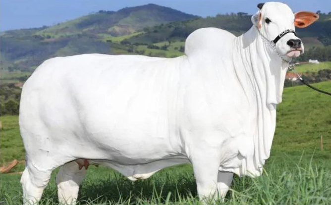 The Marvel of Mara Emovis: How a Nelore Cow Set a $4.3 Million World Record