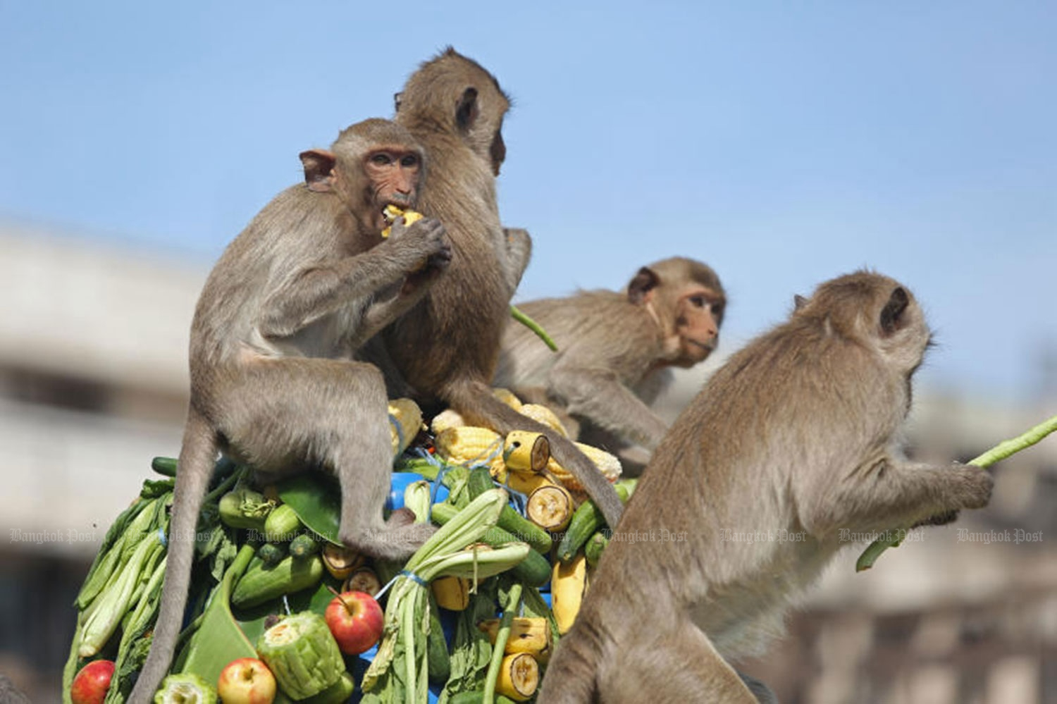 Taming the Urban Jungle: Lopburi’s Innovative Approach to Managing Its Macaque Population