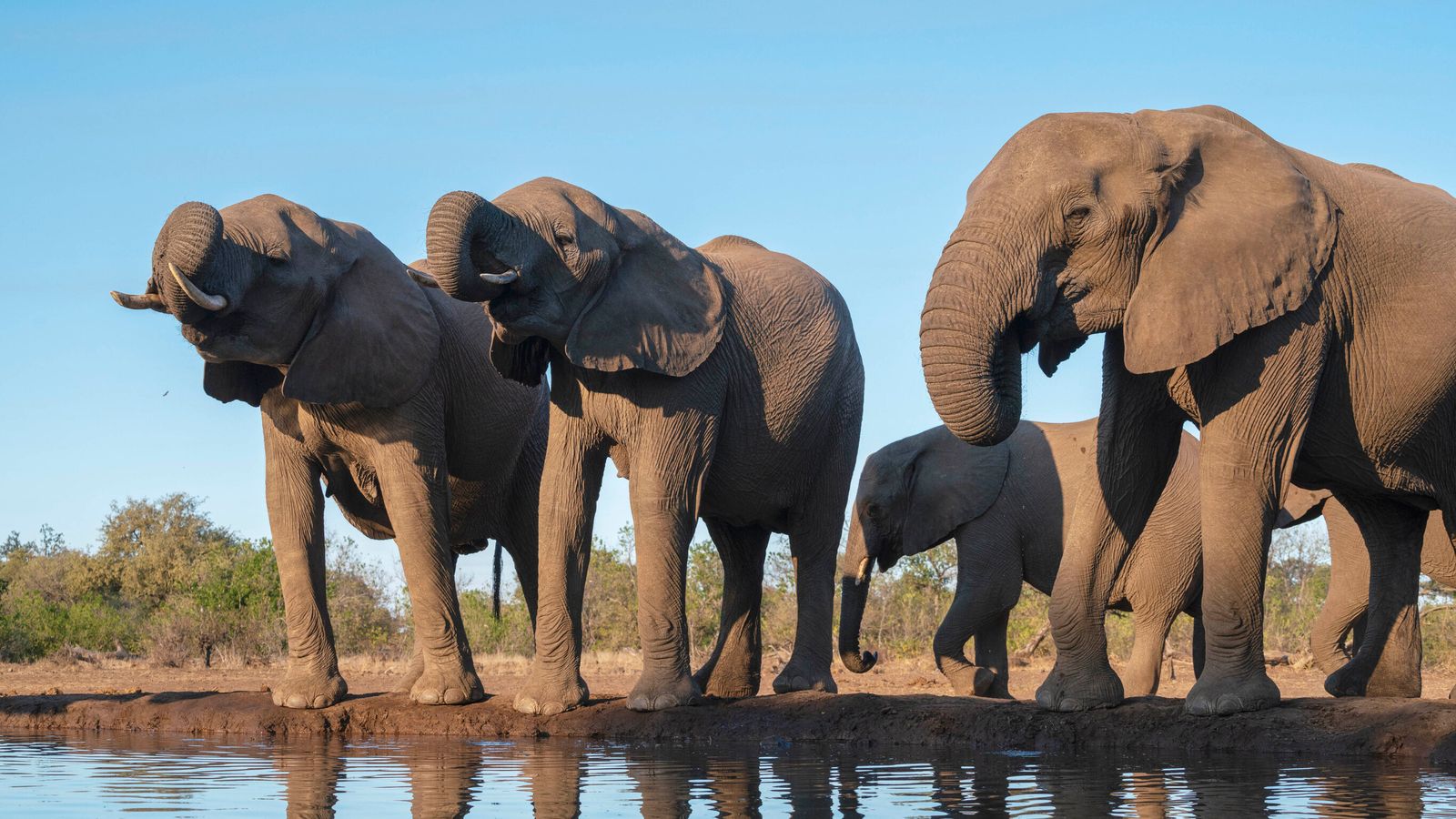 The Elephants of Botswana: A Delicate Balance Between Conservation and Coexistence